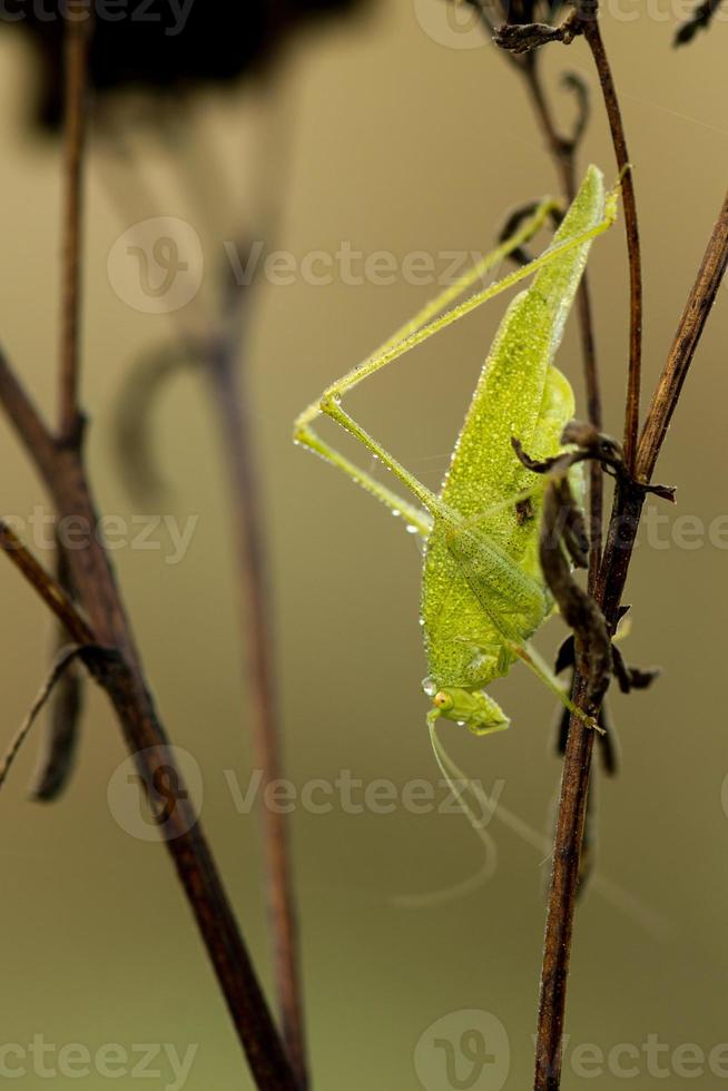 A green cricket portrait photo