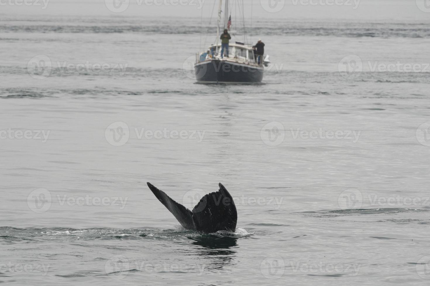 Humpback whale in Alaska 20338868 Stock Photo at Vecteezy