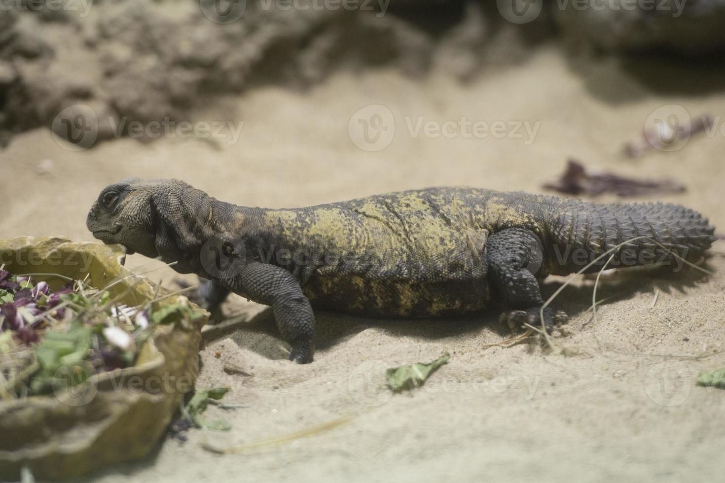 Sudan Uromastyx lizard photo
