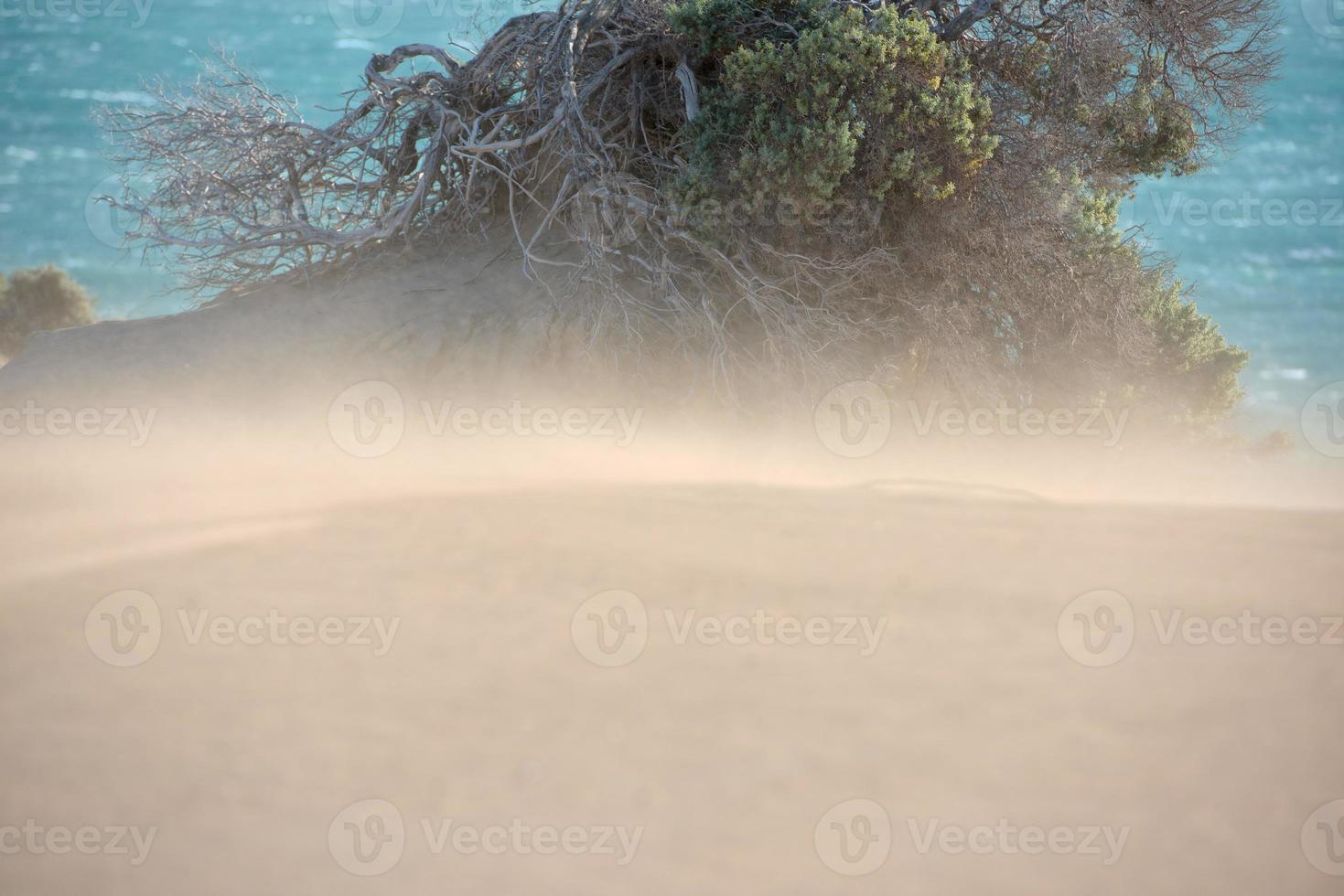 dunas de arena de la playa del desierto en un día ventoso foto