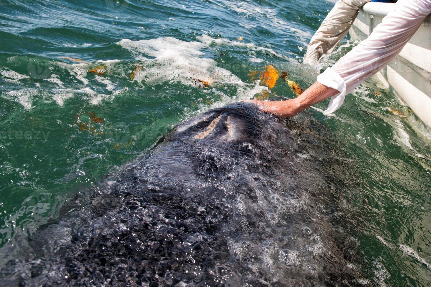 grey whale approaching a boat photo