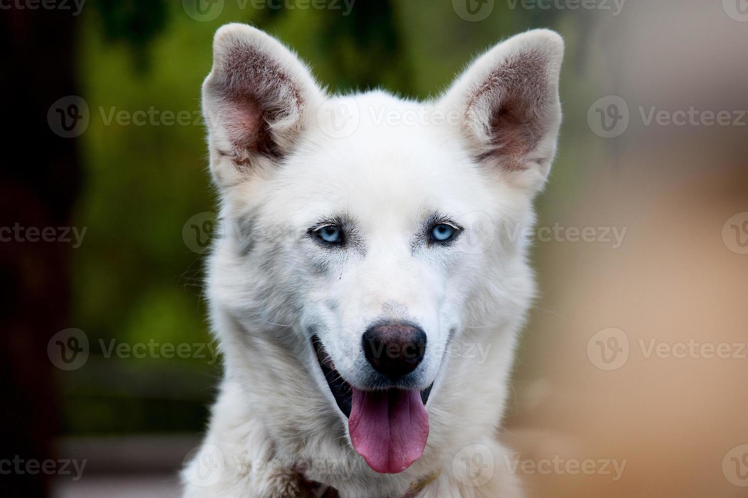 Alaska malamute fornido trineo perro retrato foto