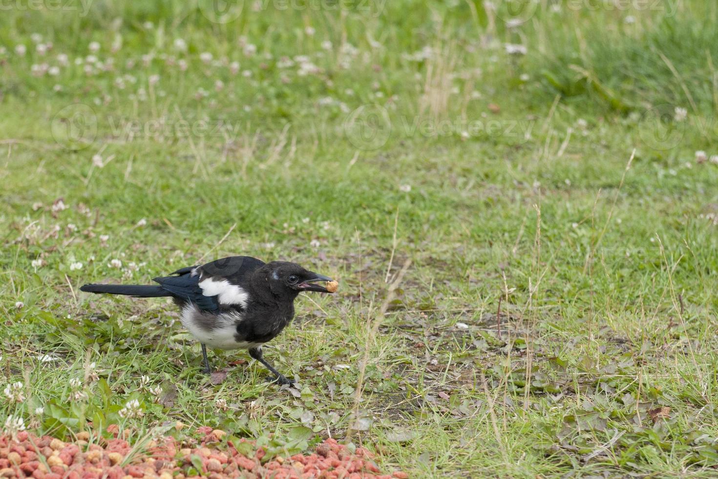 A magpie while eating photo