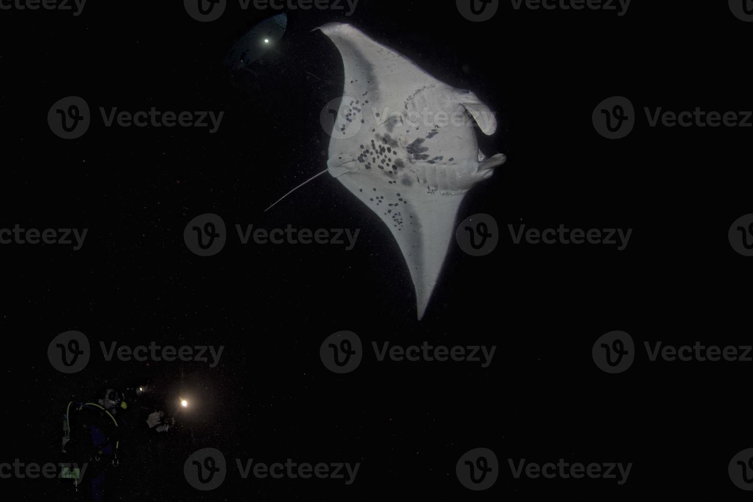 isolated manta in black during a night dive photo