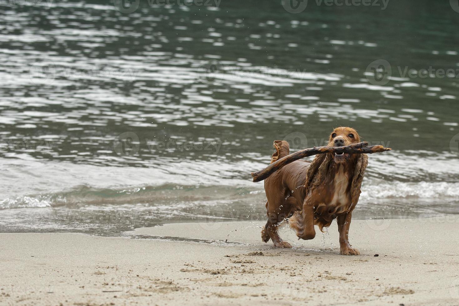 English cocker spaniel dog playing on the beach photo