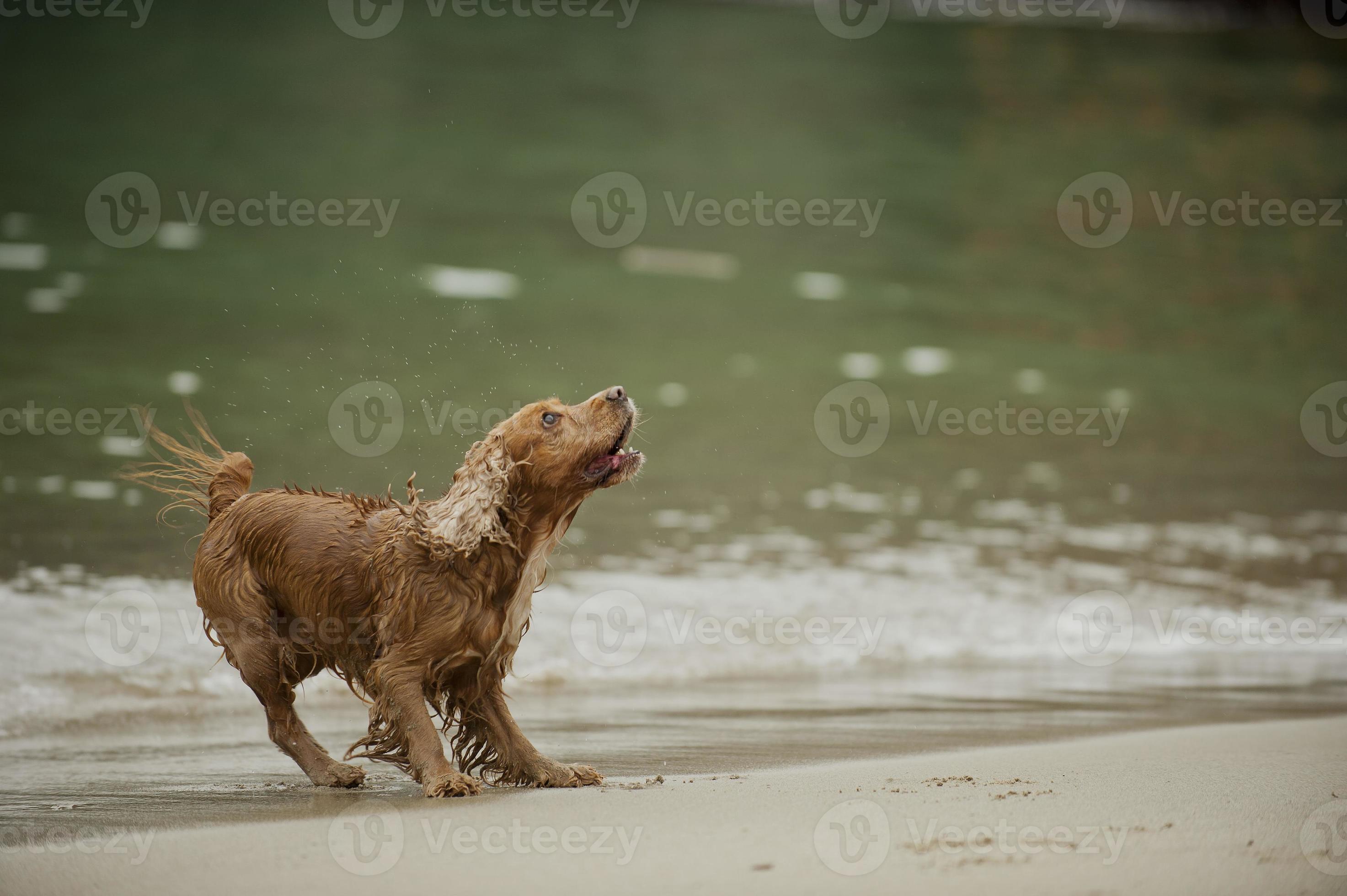 English cocker spaniel dog walking on water 20339014 Stock Photo at