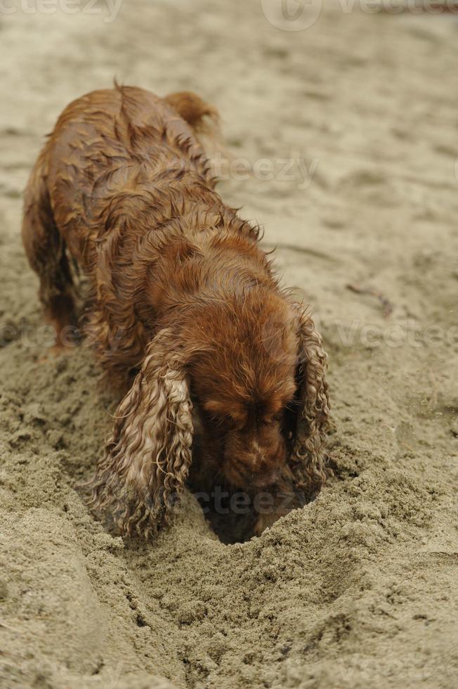 English cocker spaniel dog playing on the beach photo