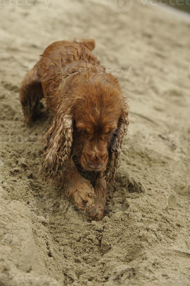 English cocker spaniel dog playing on the beach photo