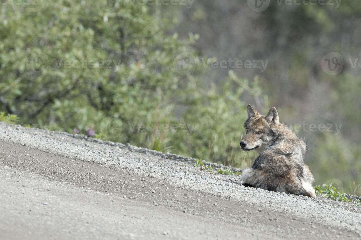 un gris lobo foto