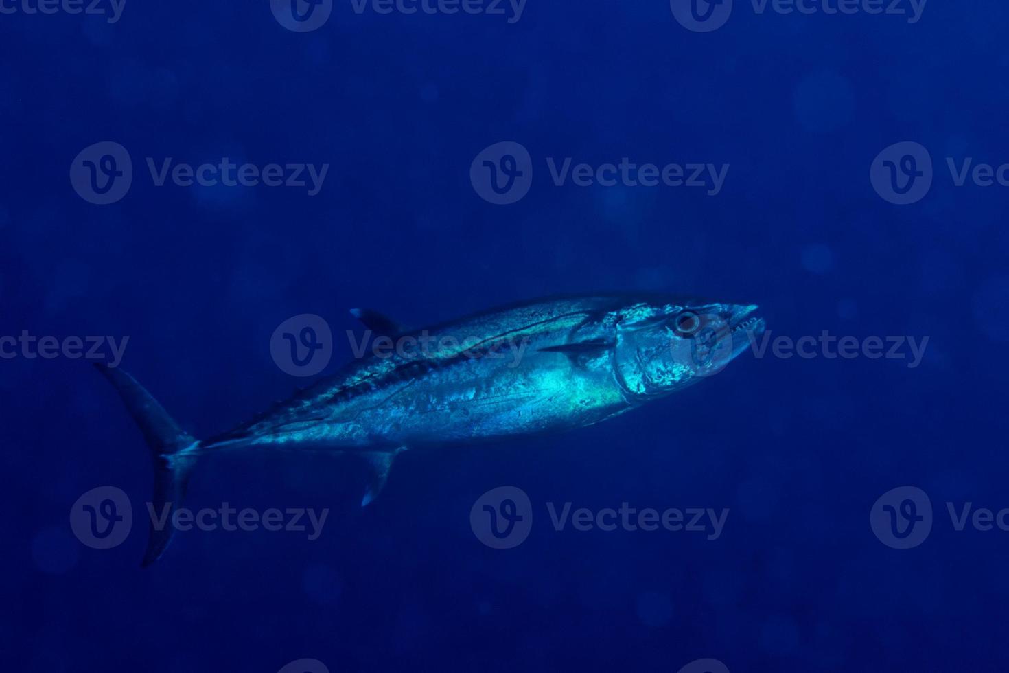 Yelllowfin tuna underwater photo