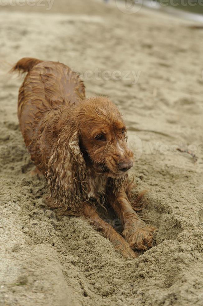 English cocker spaniel dog playing on the beach photo