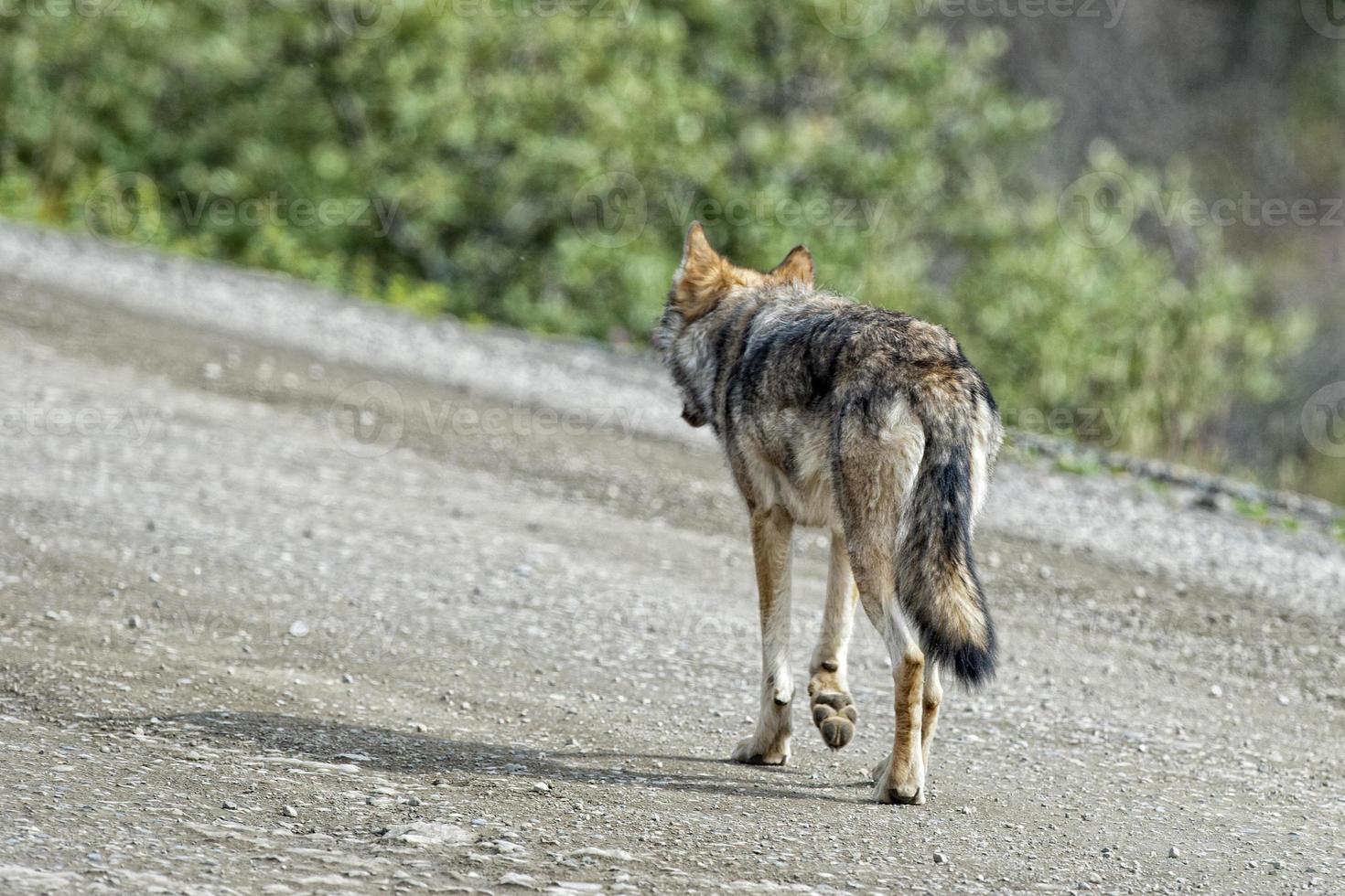 A grey wolf looking at you photo