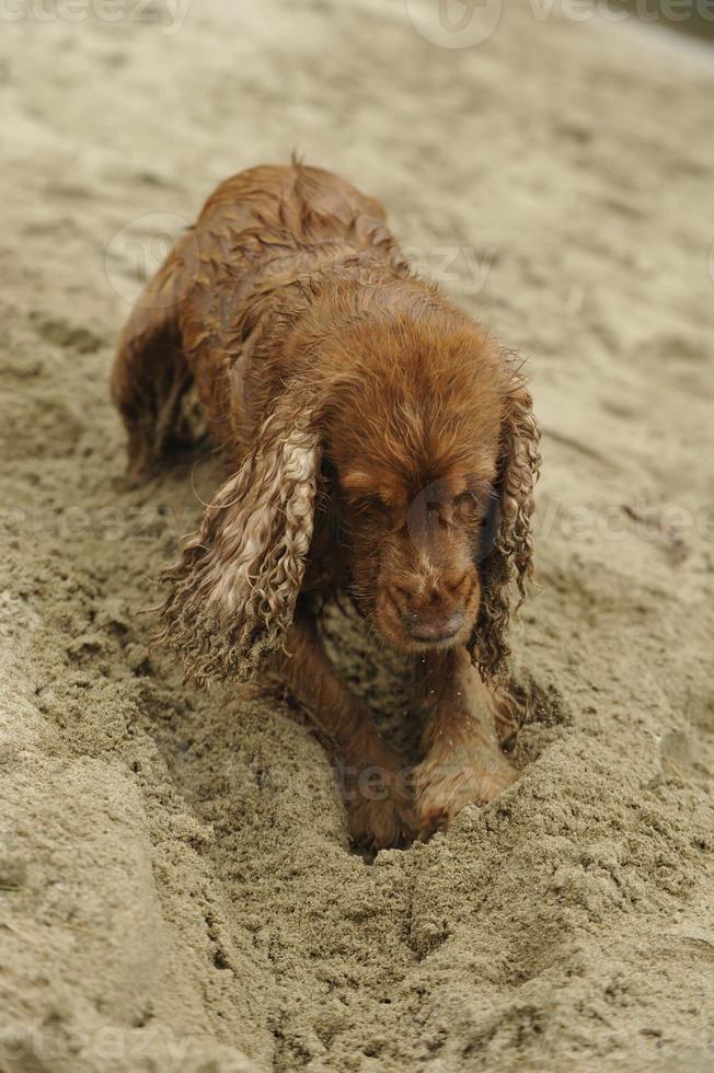 English cocker spaniel dog playing on the beach photo