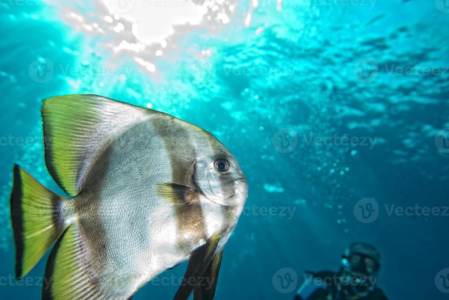 bat fish portrait photo
