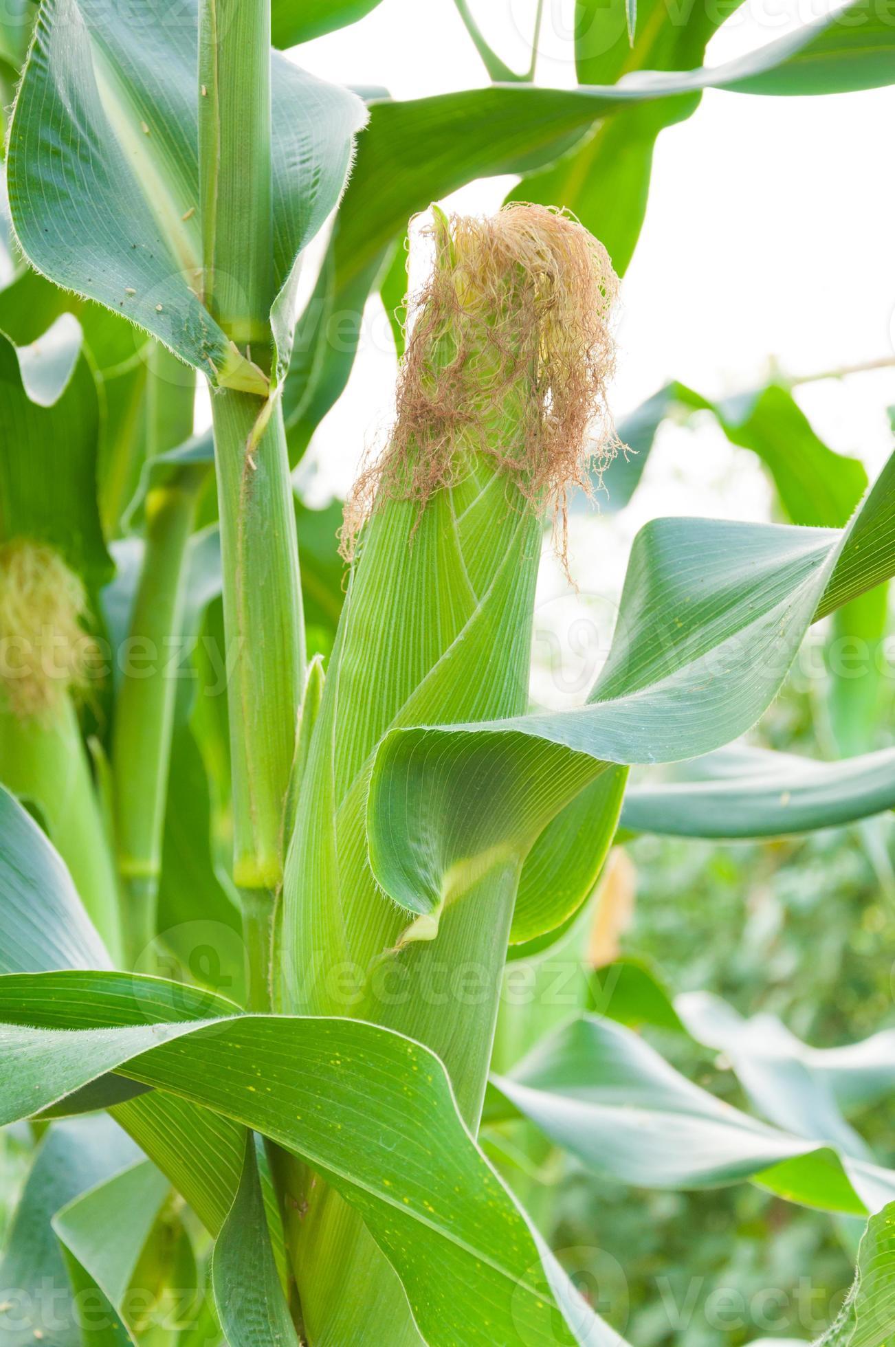 Close up of fresh corn plants with corn field,green corn in field