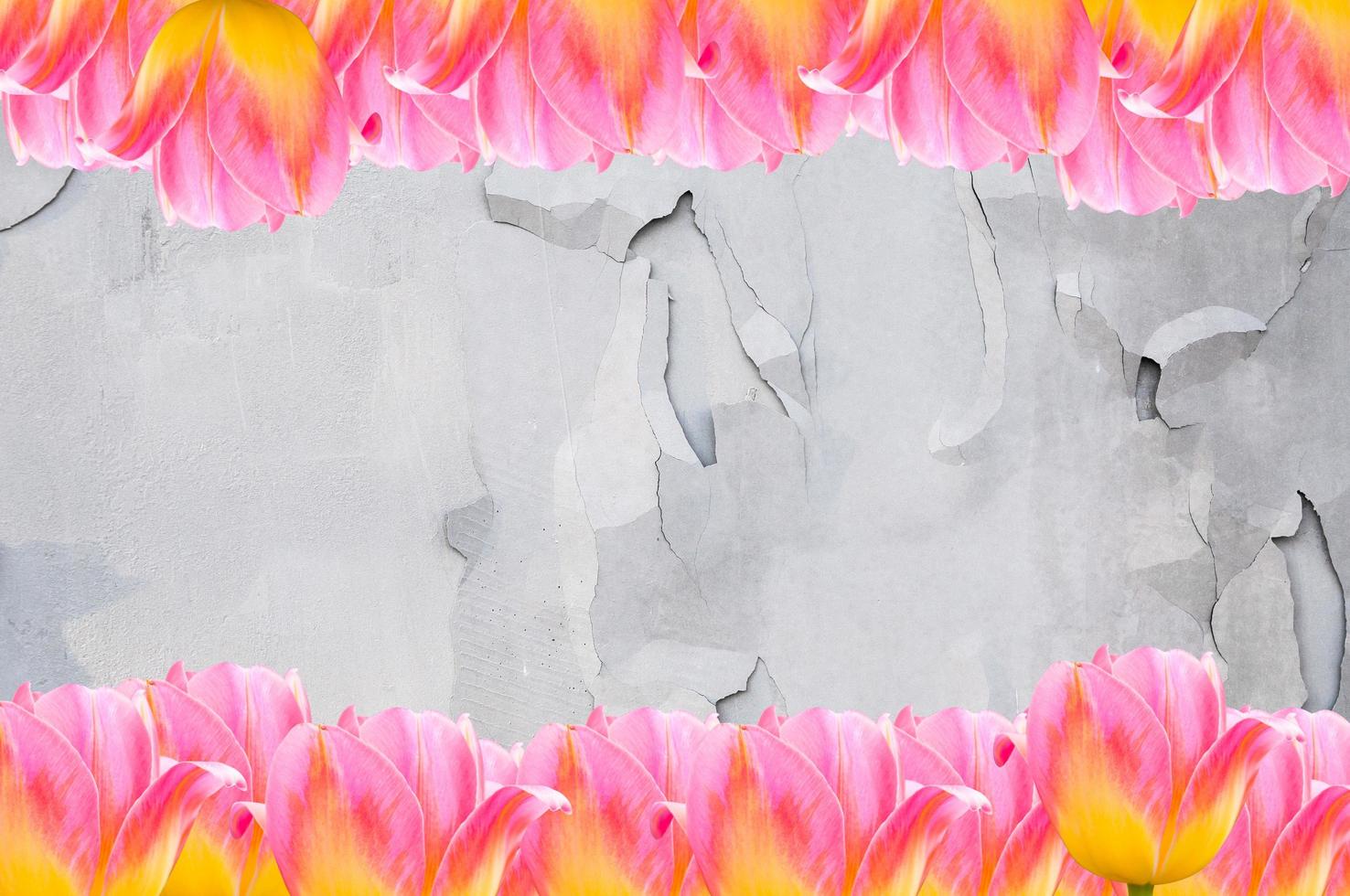Pink Tulips, frame  Fresh spring tulips flowers with space for text  on old cement  background photo