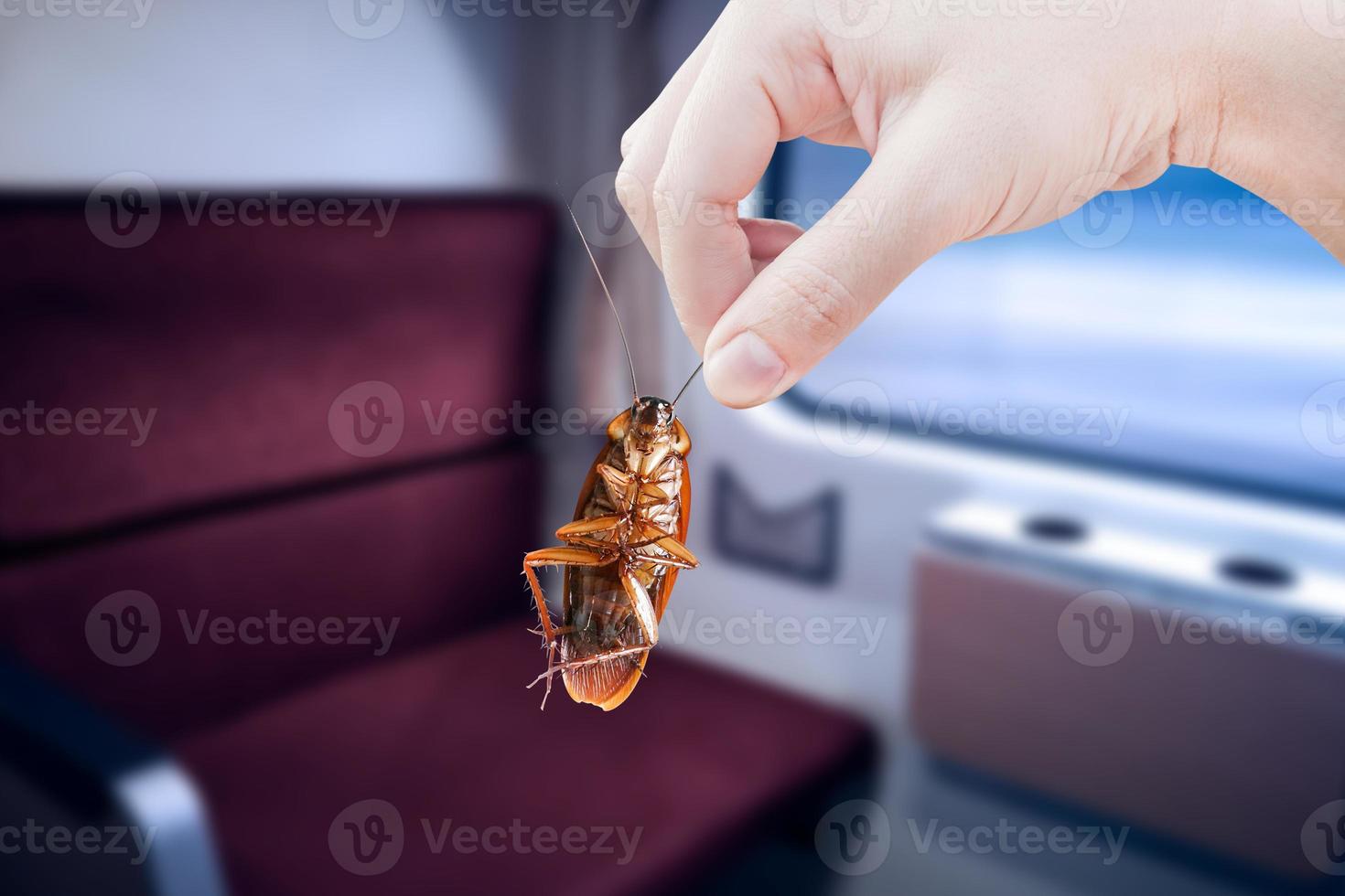 cockroach with inside the train, eliminate cockroach in vehicle building, apartment, house, Cockroaches carriers of disease eliminated idea get rid insects and put insect protection systems photo