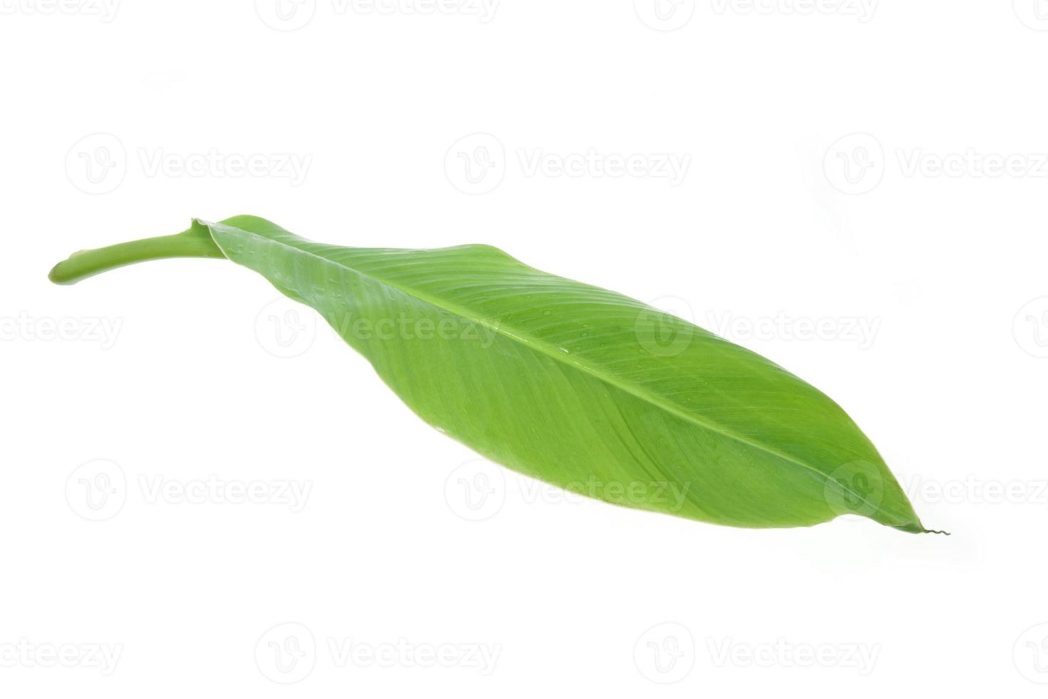 banana leaf isolated on white background, with clipping path. photo
