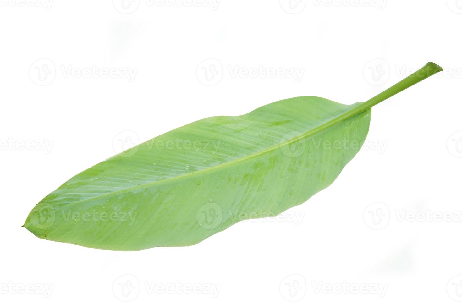 banana leaf isolated on white background, with clipping path. photo