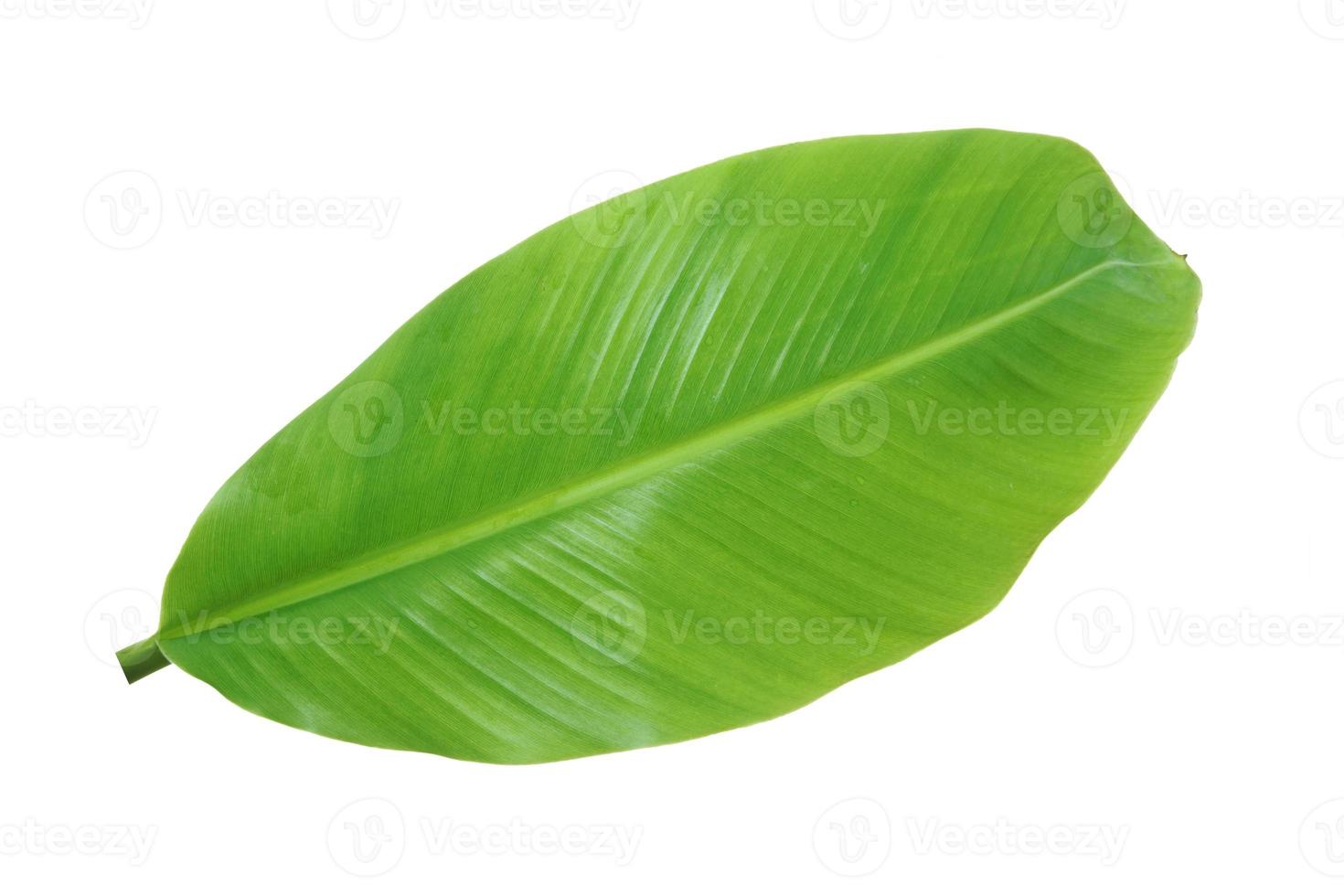 banana leaf isolated on white background, with clipping path. photo