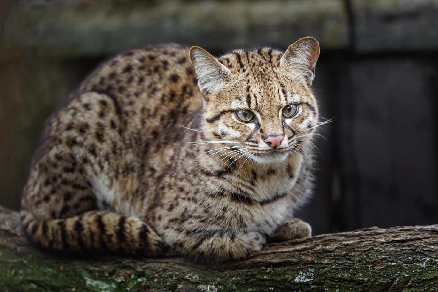 Geoffroys cat on branch photo