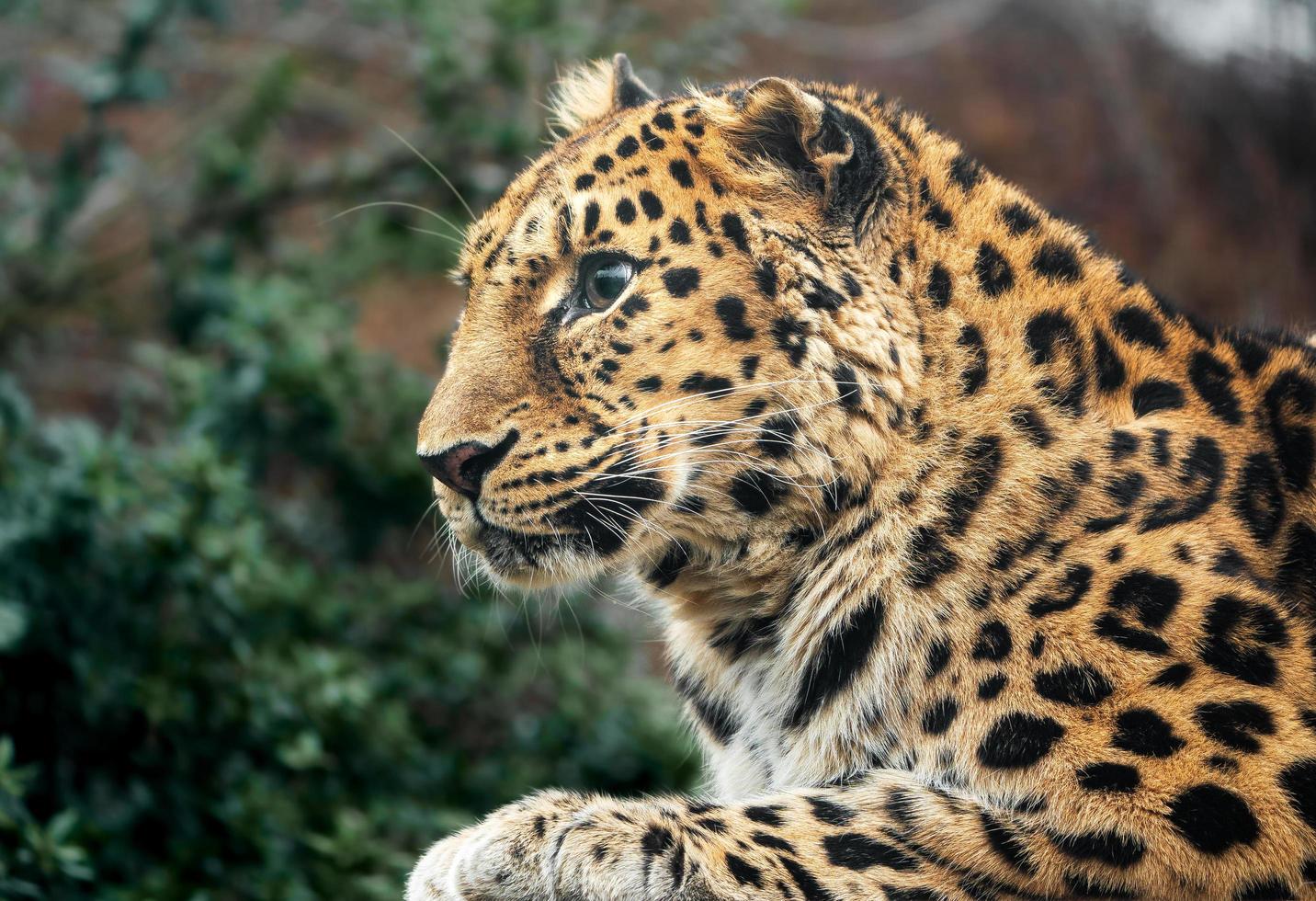 leopardo amur en zoológico foto