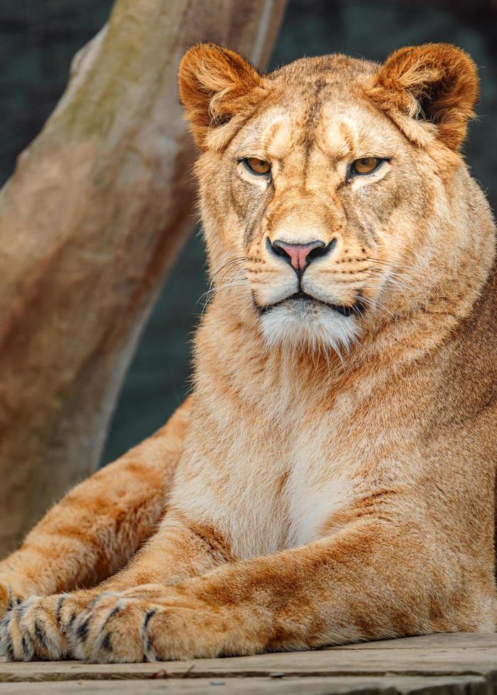 león de áfrica del norte foto