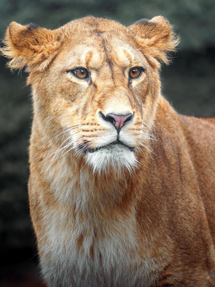 North African lion photo