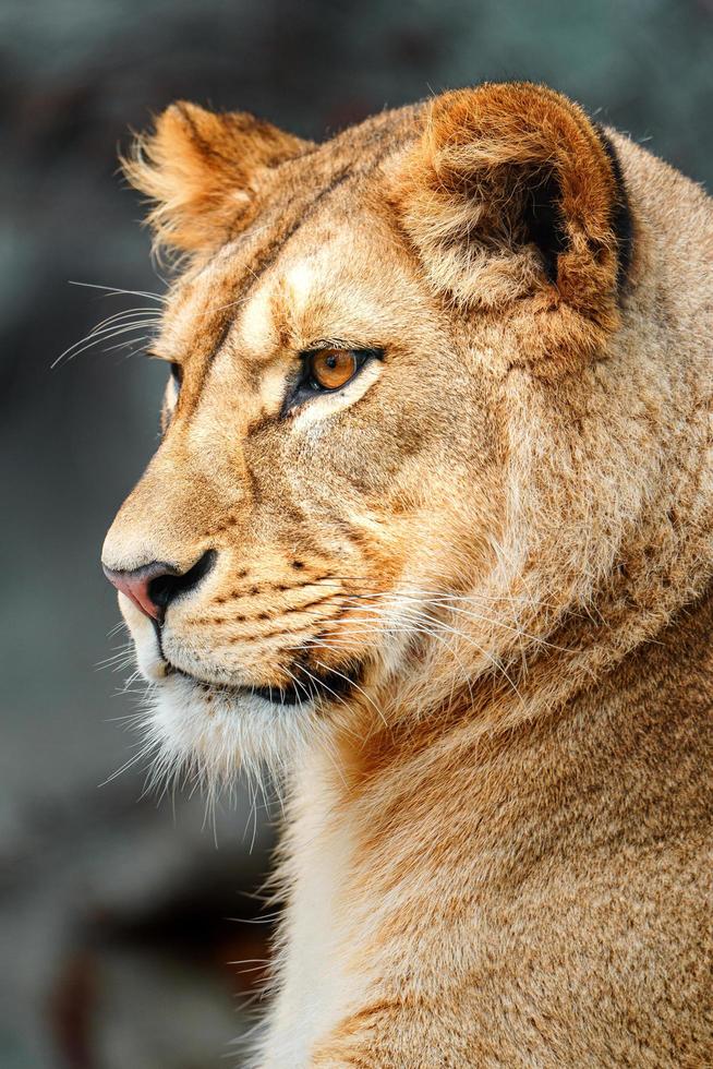 león de áfrica del norte foto