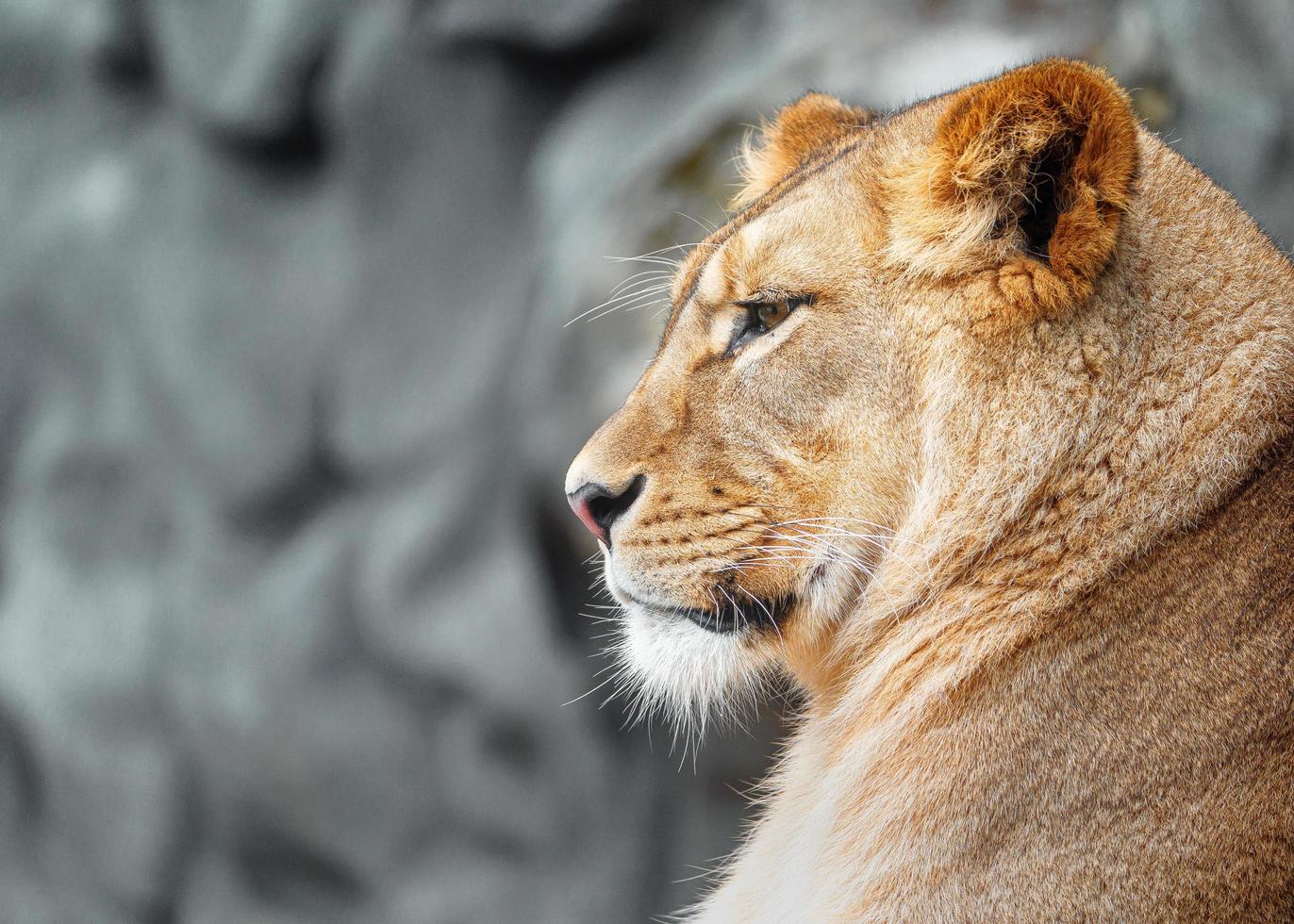 león de áfrica del norte foto