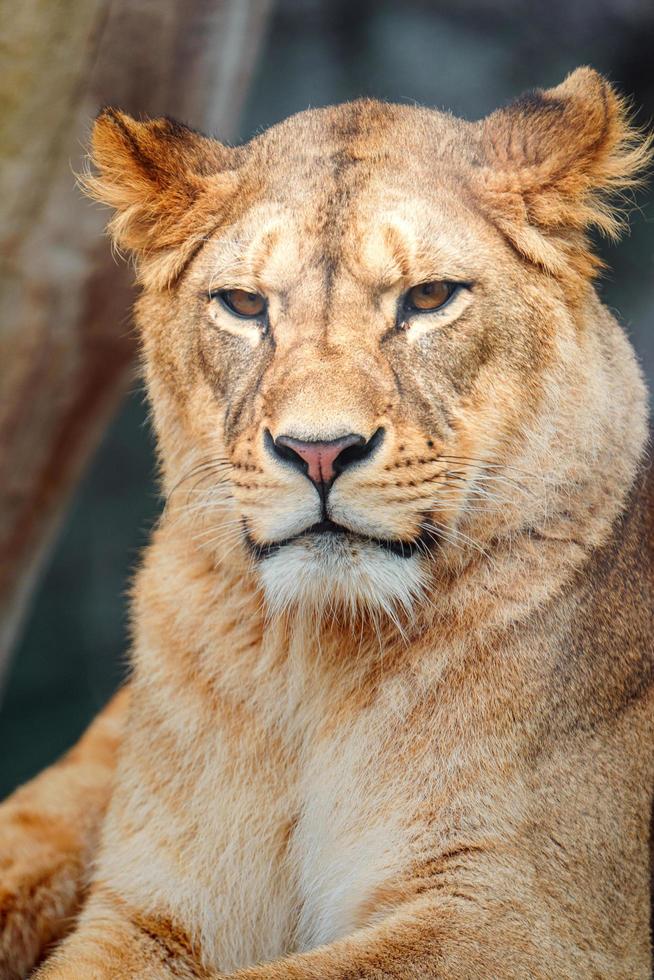 North African lion photo