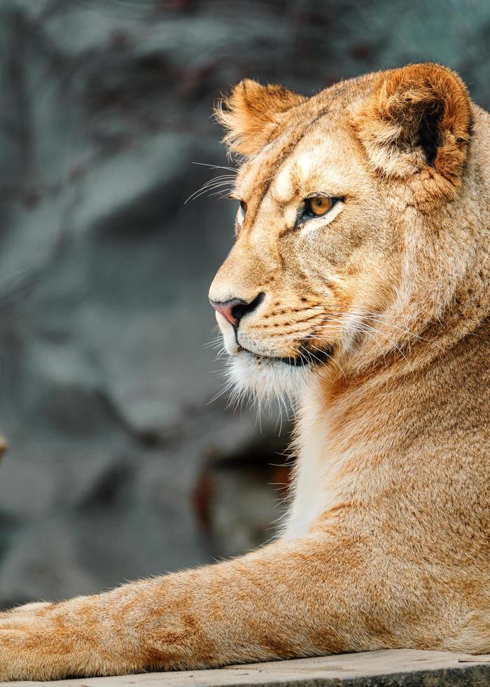 león de áfrica del norte foto