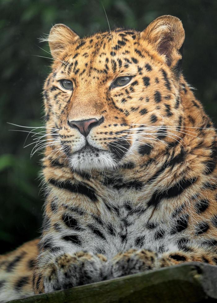 Amur leopard in zoo photo