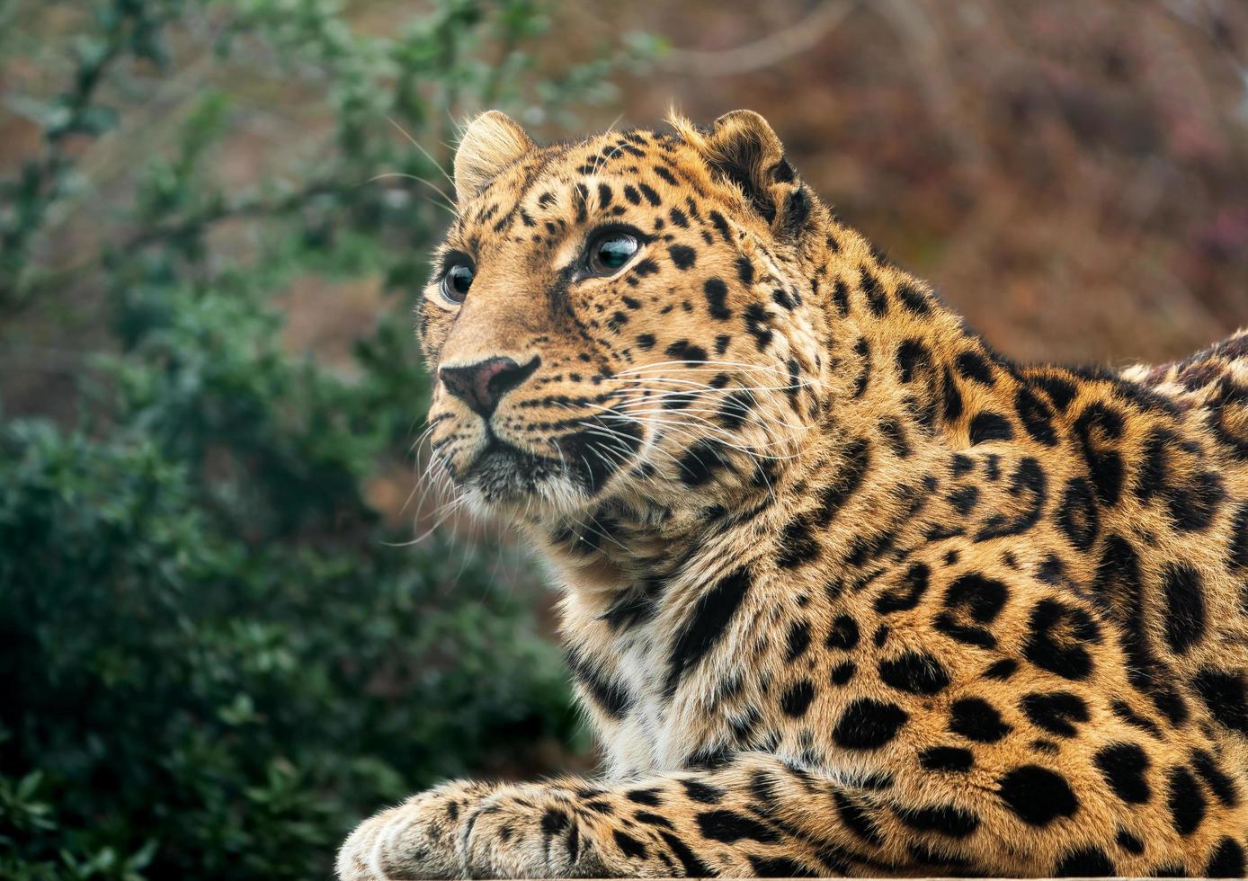 leopardo amur en zoológico foto