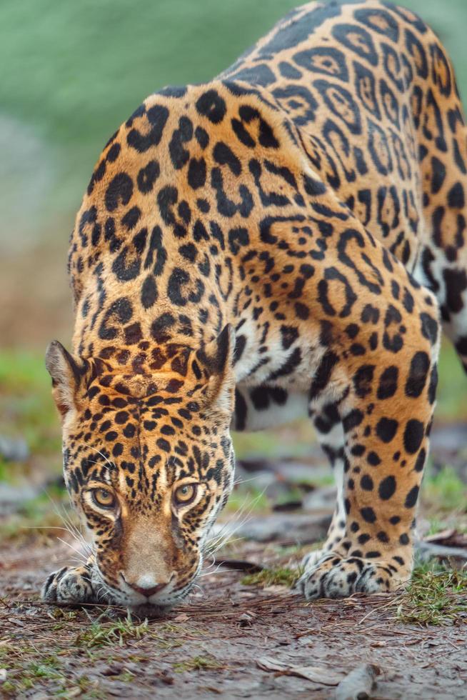 Portrait of Jaguar photo