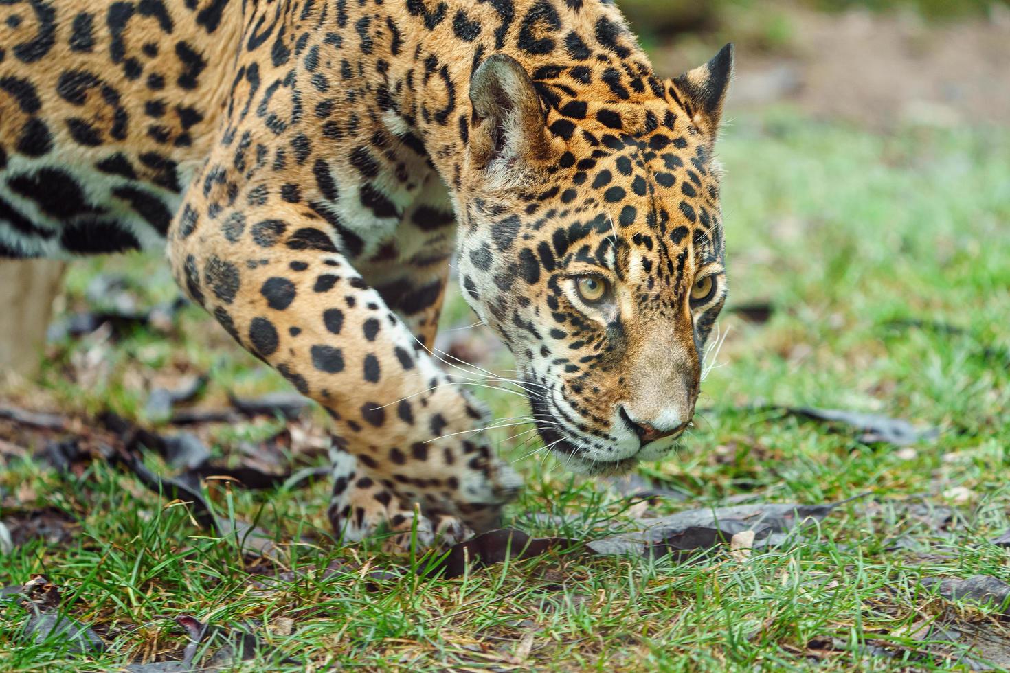 Portrait of Jaguar photo