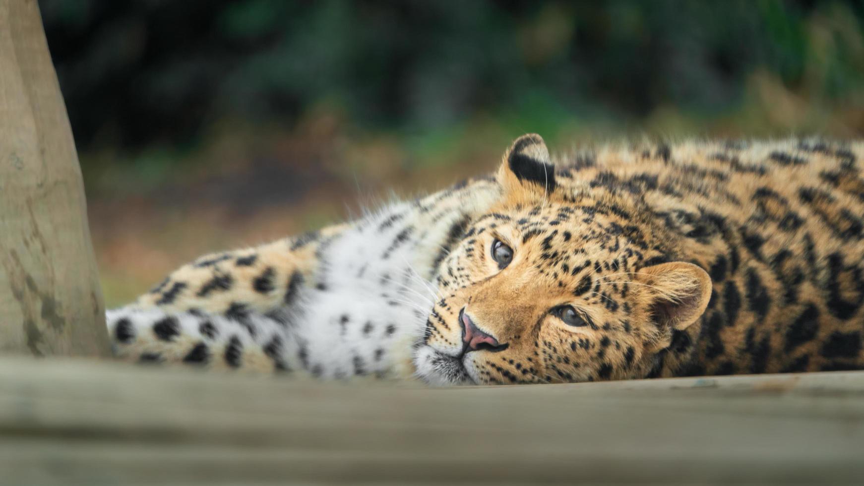 Amur leopard in zoo photo