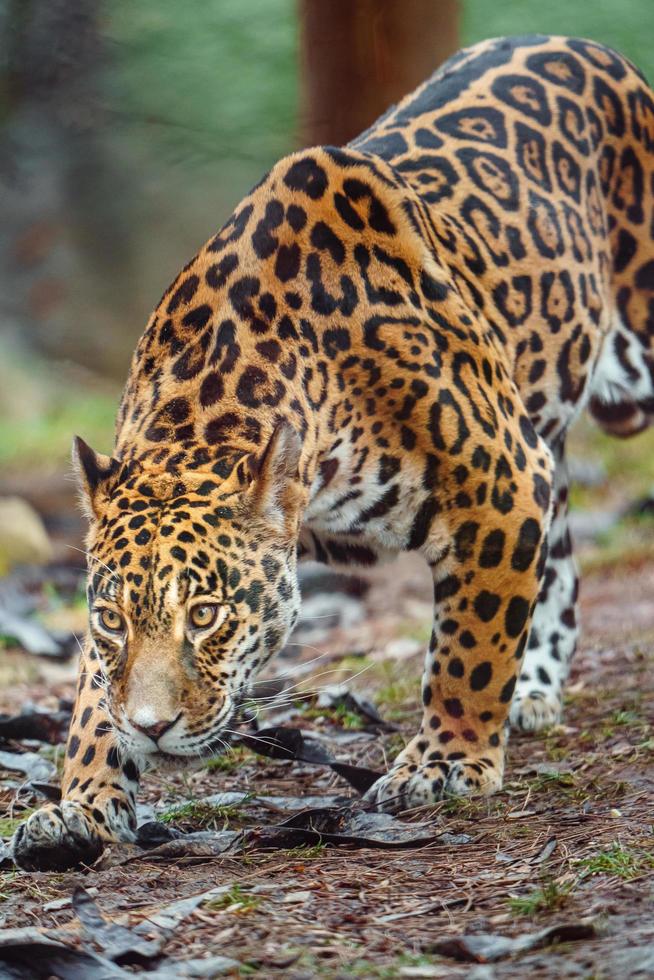 Portrait of Jaguar photo