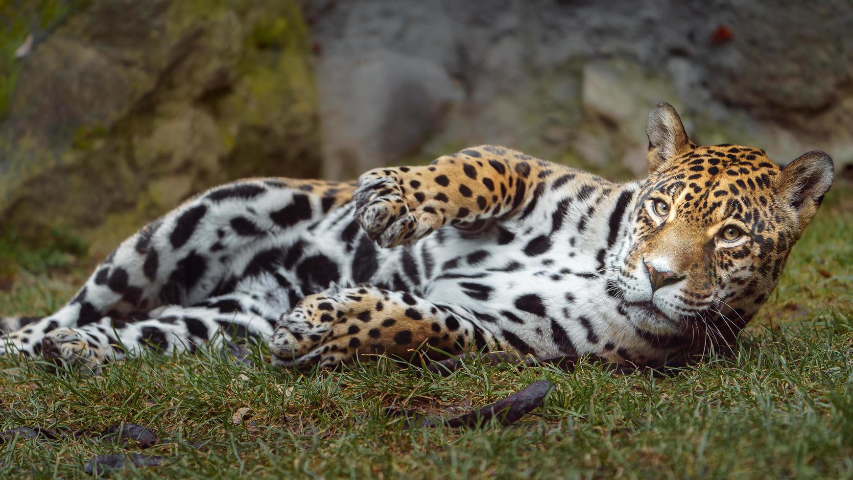 Portrait of Jaguar photo