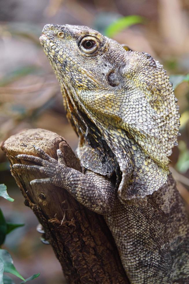 Frilled lizard in terrarium photo