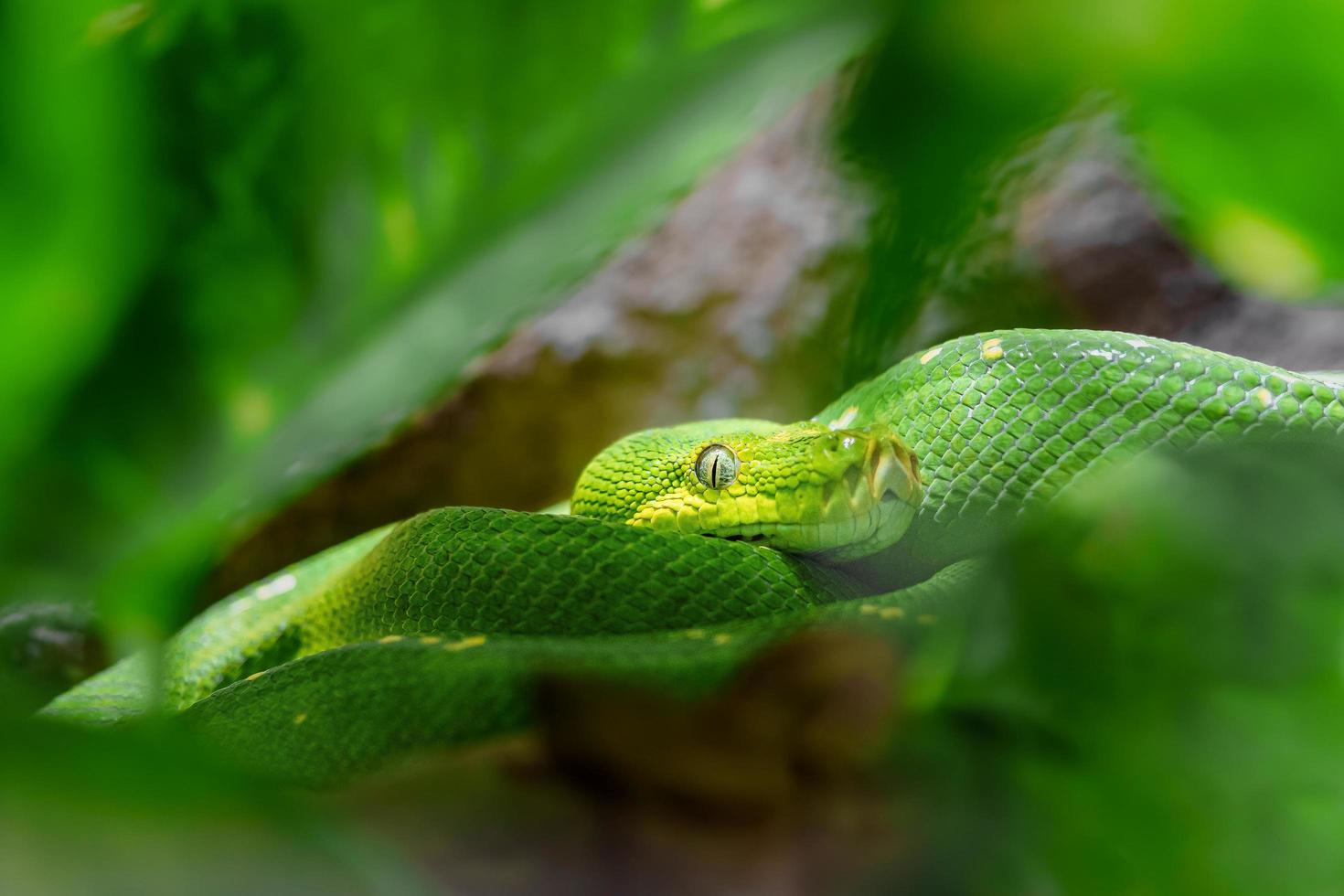 Green tree python in terrarium photo