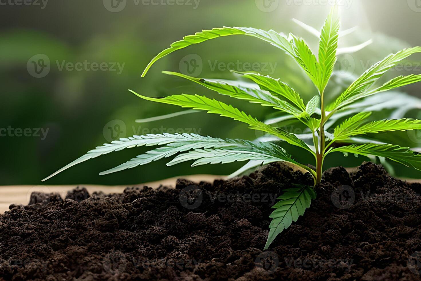 Young cannabis marijuana plant indoor growing at the soil. photo