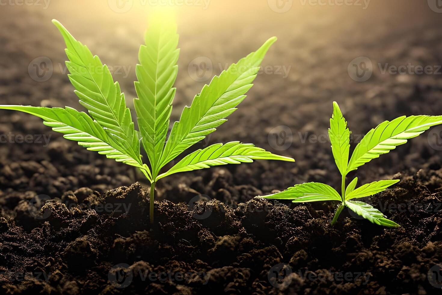 Two young cannabis marijuana plant indoor growing at the soil. photo