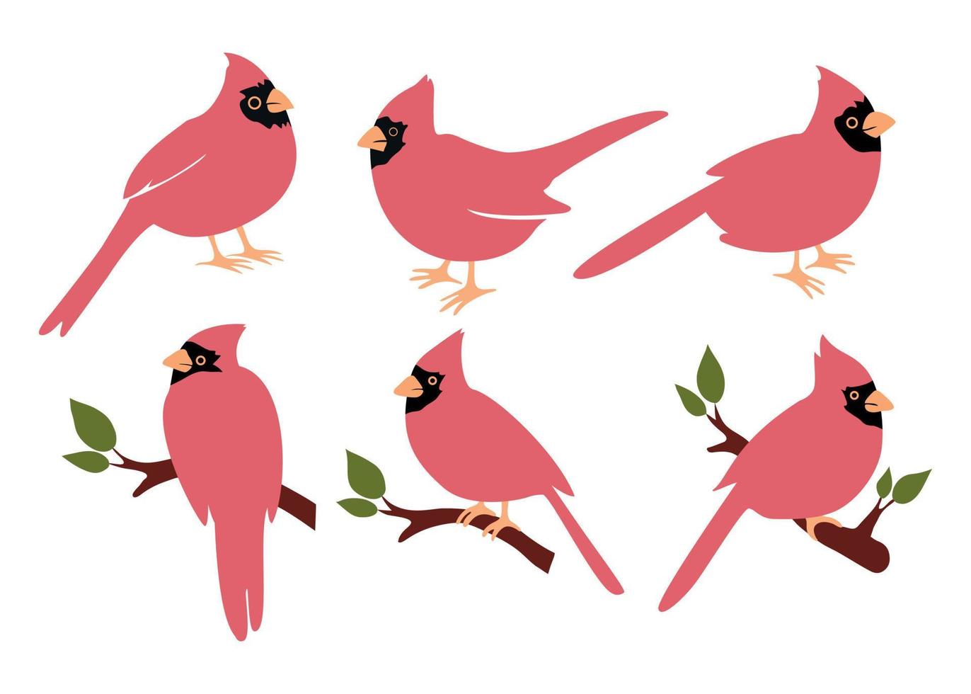cardinal bird poses set of hand drawn illustrations white background flat style vector