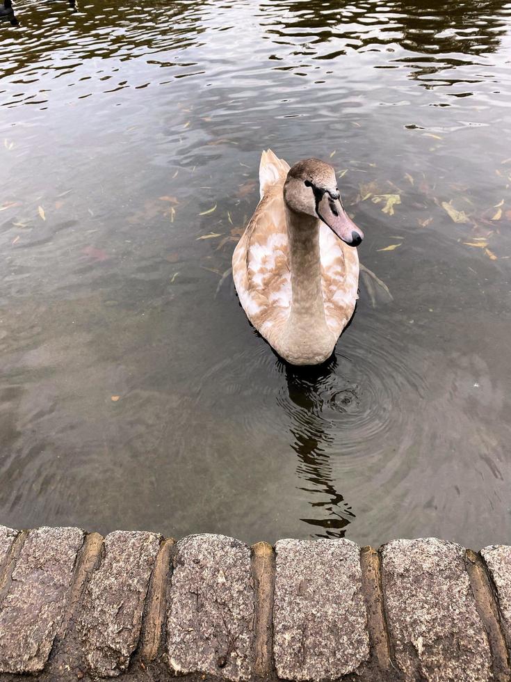 un primer plano de un cisne mudo foto