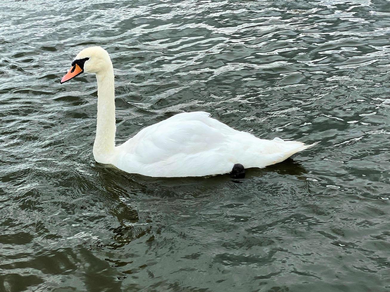 A close up of a Mute Swan photo