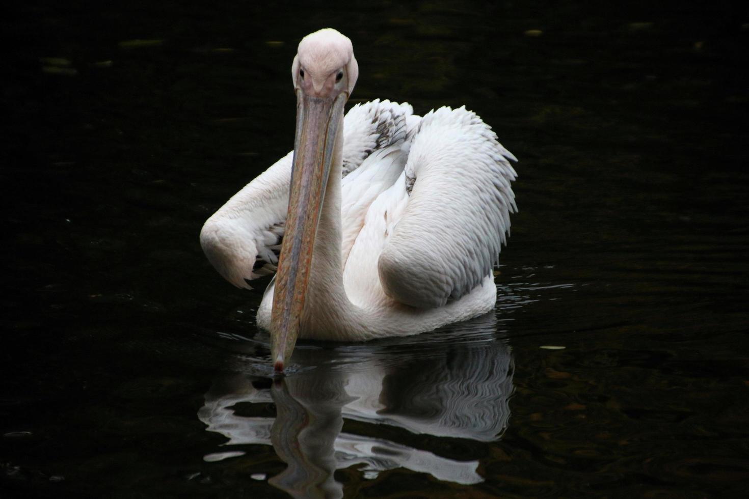 A close up of a Pelican in London photo