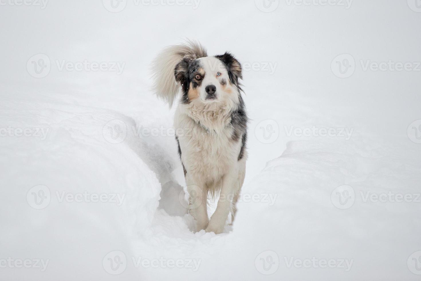 blue eyed dog on the snow background photo