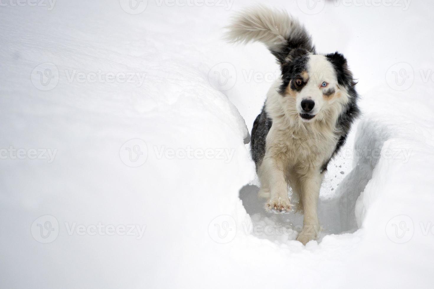 blue eyed dog running on the snow photo