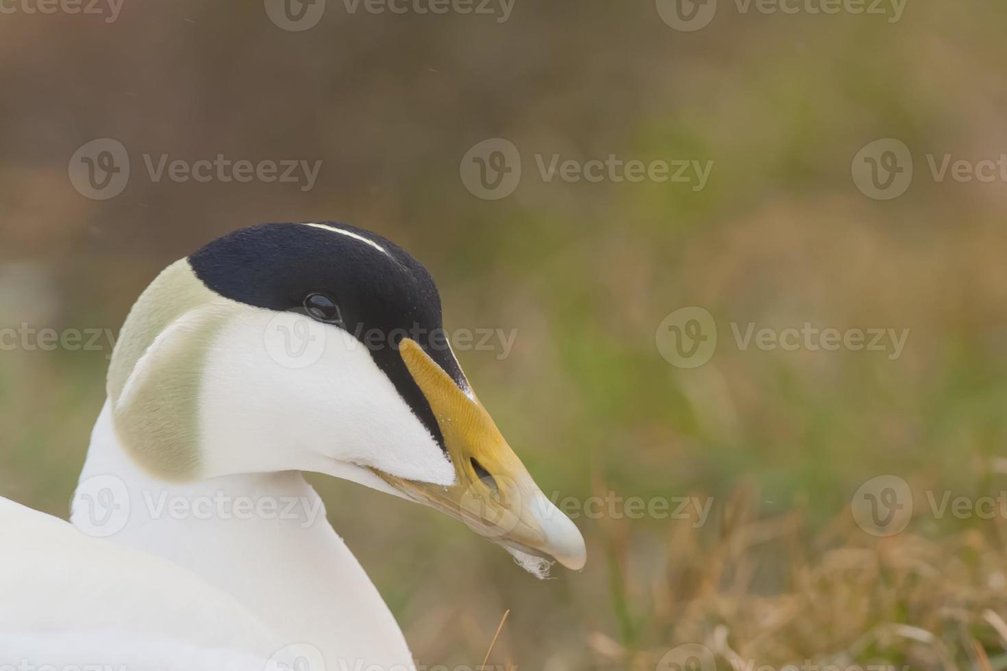 A male eider duck close up portrait in Iceland photo